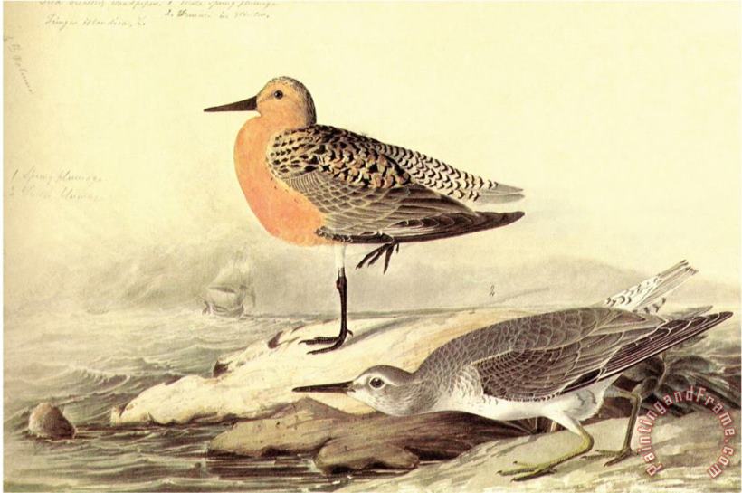 Leach S Petril painting - John James Audubon Leach S Petril Art Print