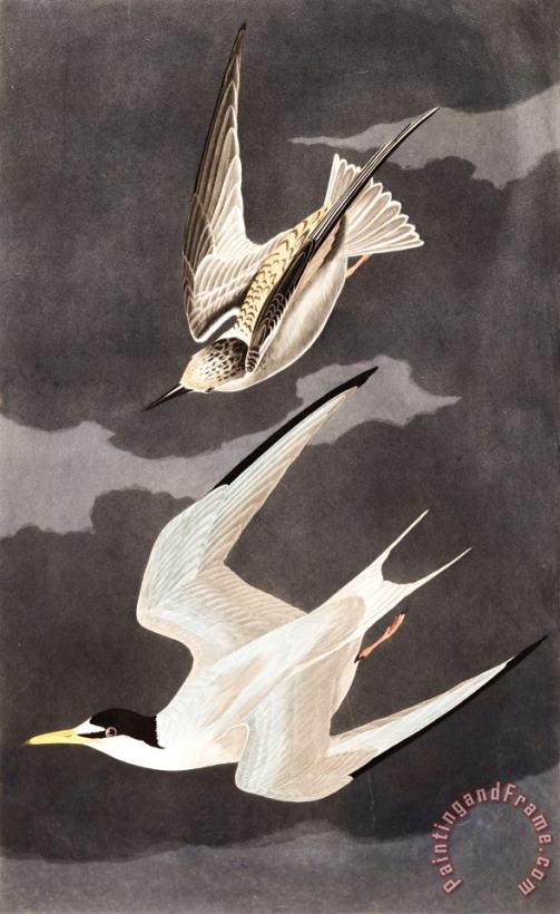 Lesser Tern painting - John James Audubon Lesser Tern Art Print