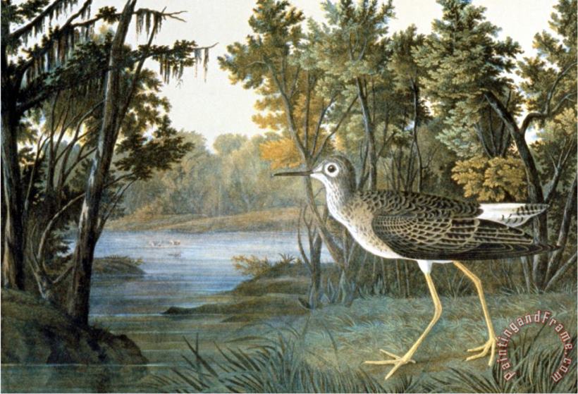 John James Audubon Lesser Yellowlegs Art Painting