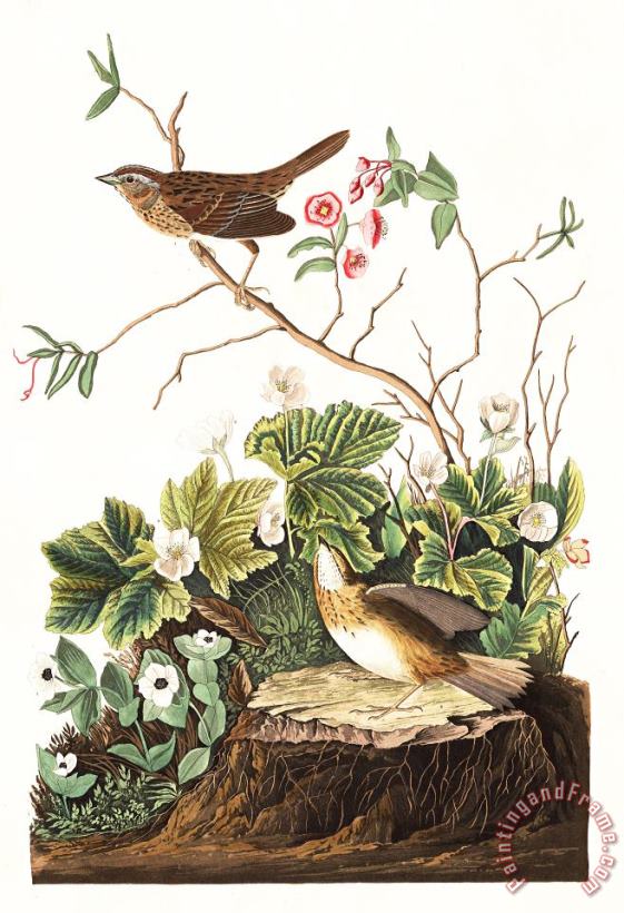John James Audubon Lincoln Finch Art Painting