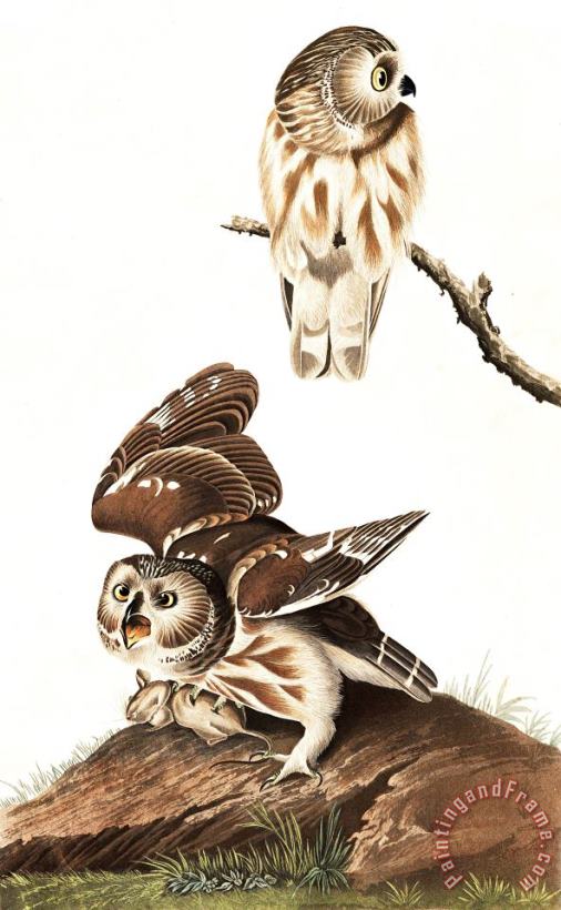John James Audubon Little Owl Art Painting
