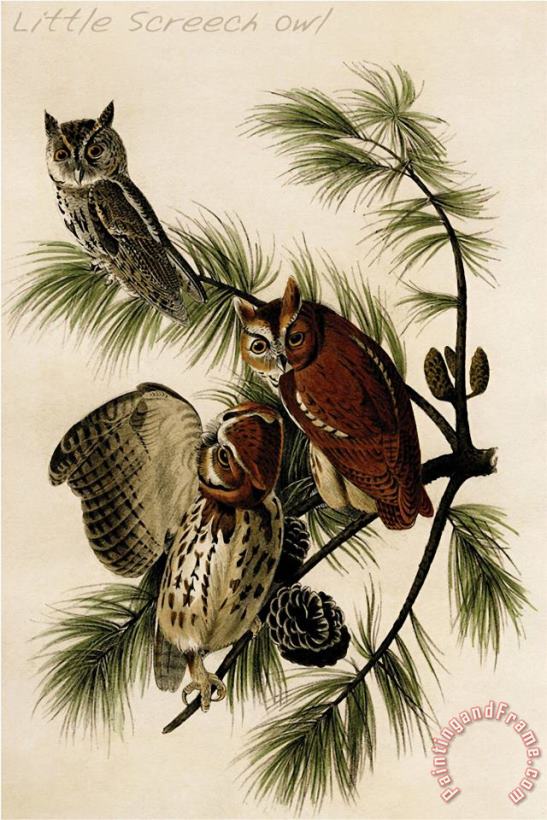 Little Screech Owl painting - John James Audubon Little Screech Owl Art Print