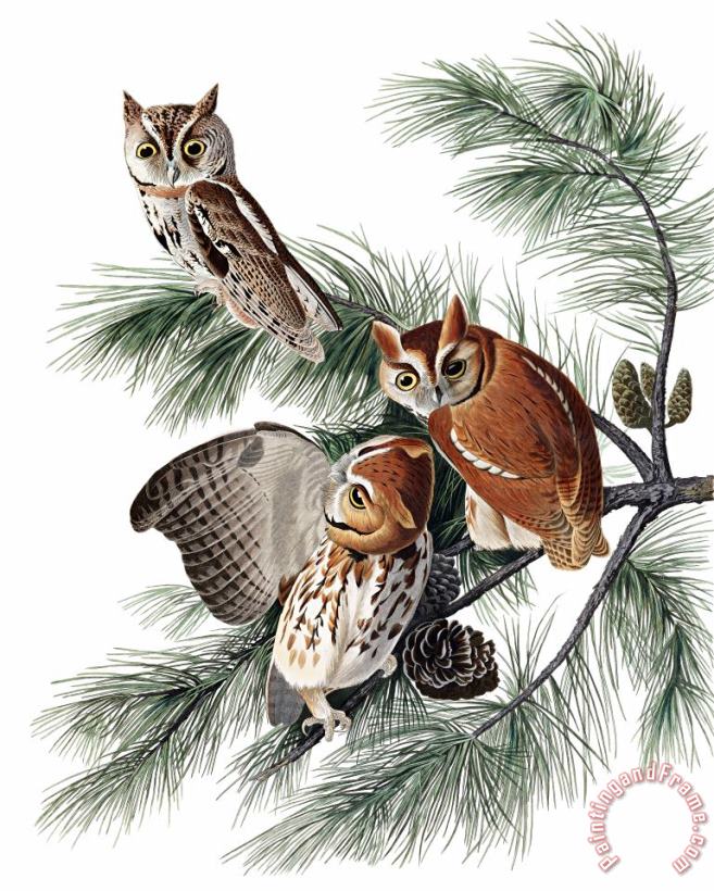 Little Screech Owl painting - John James Audubon Little Screech Owl Art Print