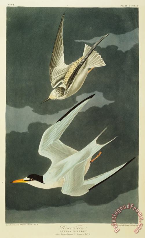John James Audubon Little Tern Art Painting