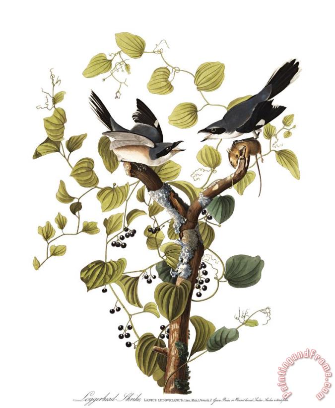Loggerhead Shrike painting - John James Audubon Loggerhead Shrike Art Print