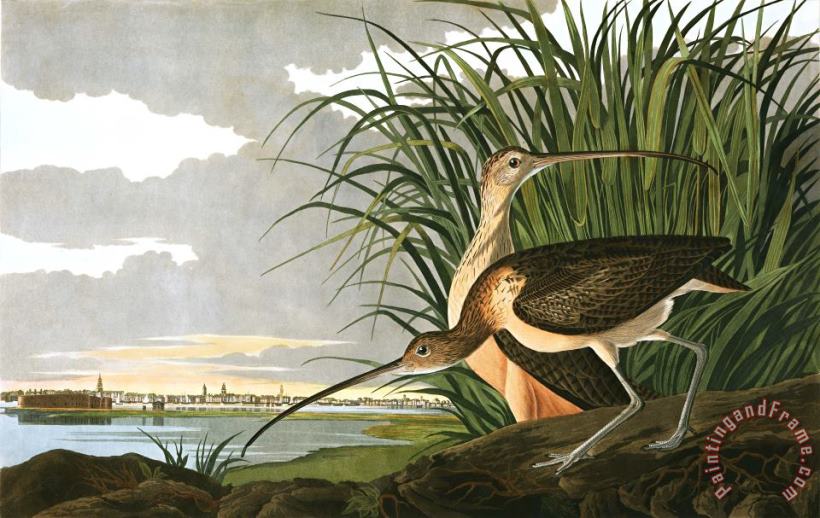 Long Billed Curlew painting - John James Audubon Long Billed Curlew Art Print