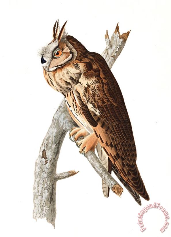 John James Audubon Long Eared Owl Art Print