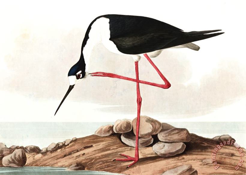 John James Audubon Long Legged Avocet Art Painting