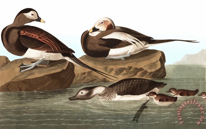 Long Tailed Duck painting - John James Audubon Long Tailed Duck Art Print