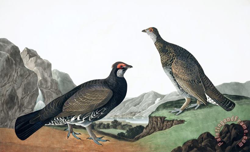 John James Audubon Long Tailed, Or Dusky Grous Art Painting