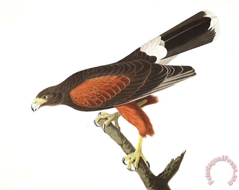 John James Audubon Louisiana Hawk Art Painting