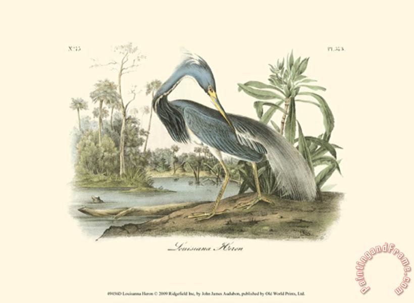 John James Audubon Louisiana Heron Art Painting