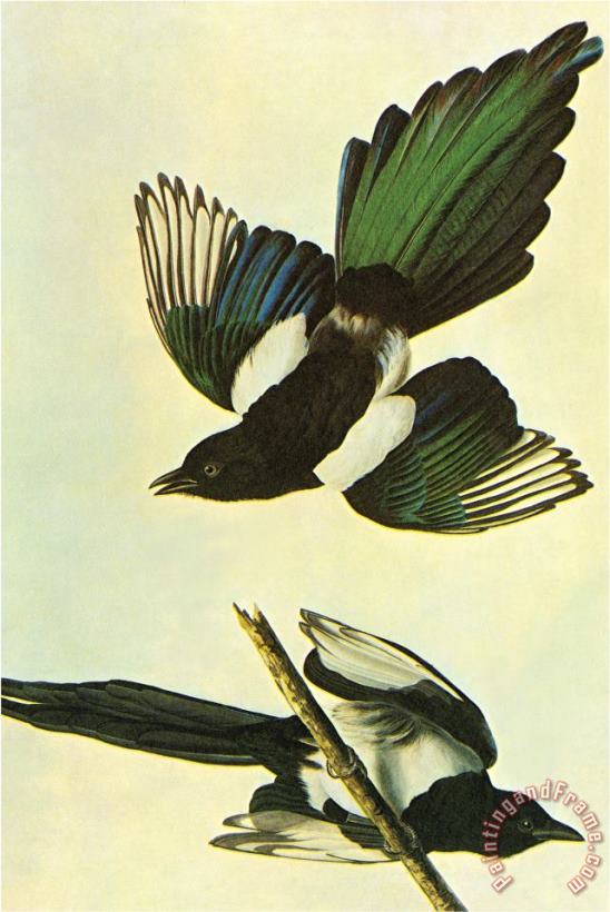 John James Audubon Mallard Art Painting