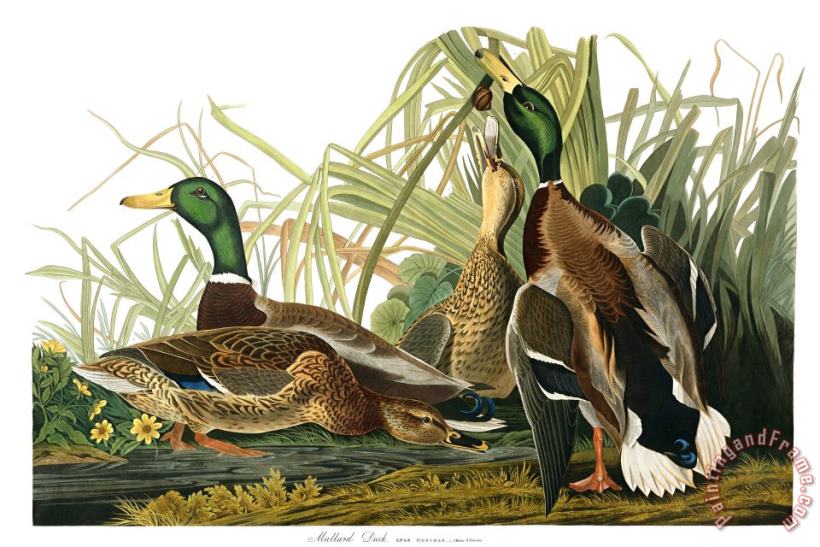 John James Audubon Mallard Duck Art Painting