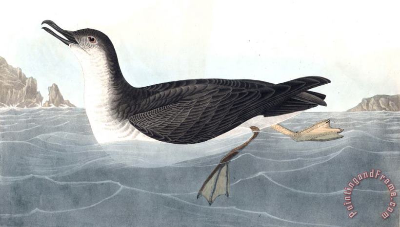 John James Audubon Manks Shearwater Art Print