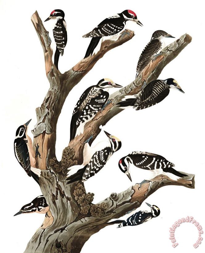 John James Audubon Maria's Woodpecker, Three Toed Woodpecker, Phillips' Woodpecker, Canadian Woodpecker, Harris's Woodpecker, Audubon's Woodpecker Art Print