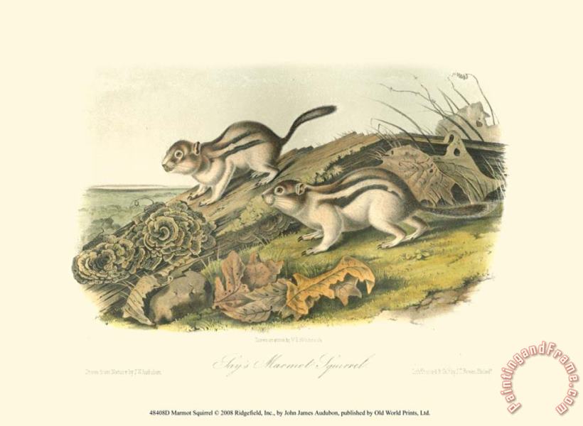 John James Audubon Marmot Squirrel Art Painting
