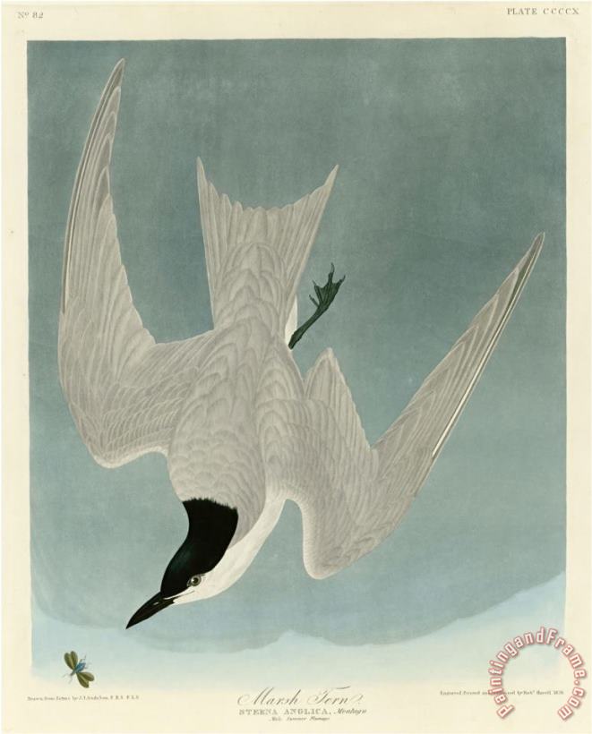 Marsh Tern painting - John James Audubon Marsh Tern Art Print