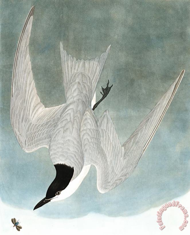 John James Audubon Marsh Tern Art Painting