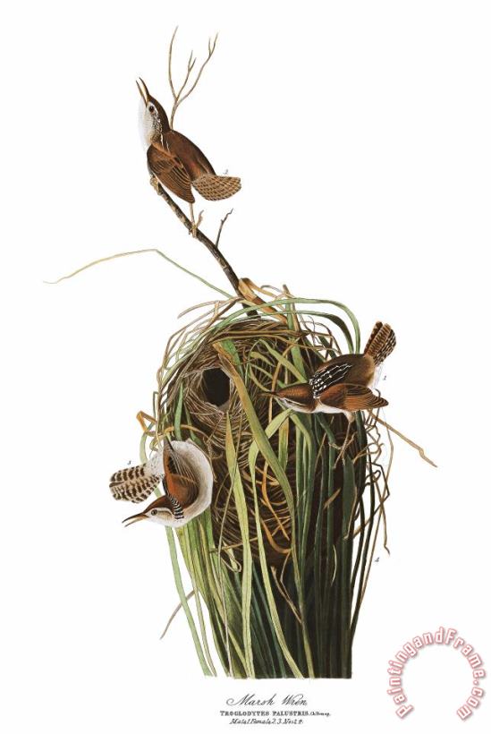 John James Audubon Marsh Wren Art Print