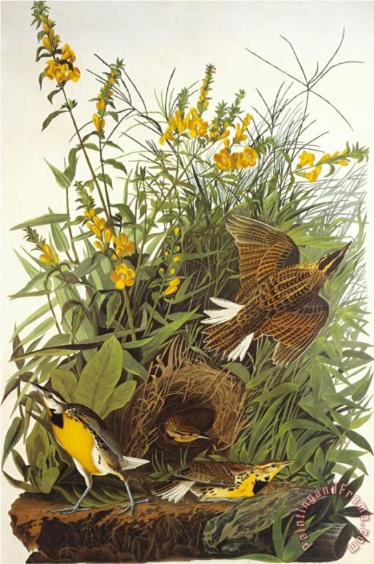 John James Audubon Meadow Lark Art Painting