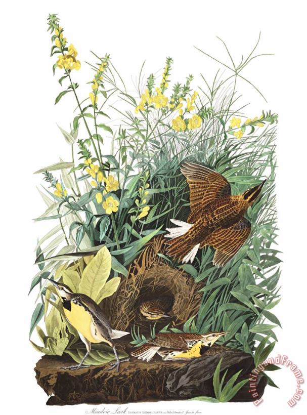 Meadow Lark painting - John James Audubon Meadow Lark Art Print
