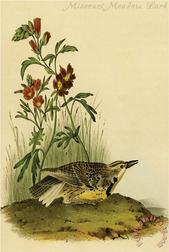 John James Audubon Missouri Meadow Lark Art Print
