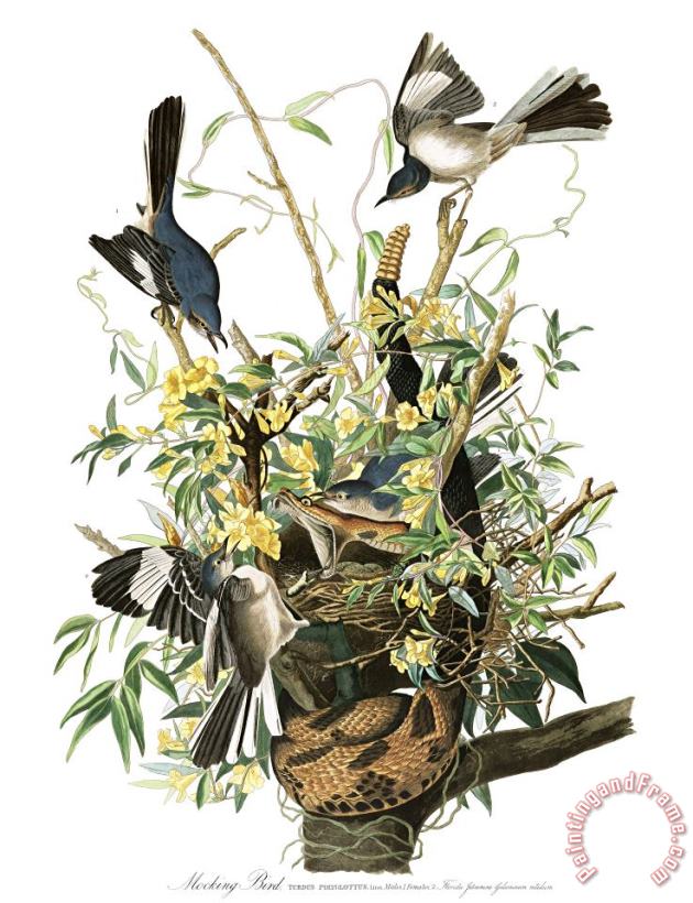 Mocking Bird painting - John James Audubon Mocking Bird Art Print