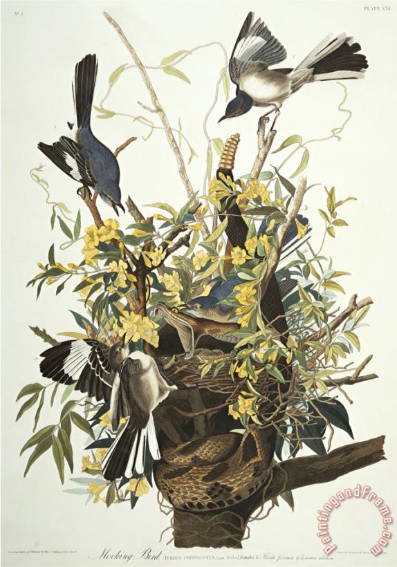 John James Audubon Mocking Bird Northern Mockingbird Mimus Polyglottos Plate Xxi From The Birds of America Art Print