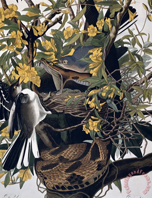 Mocking Birds and Rattlesnake painting - John James Audubon Mocking Birds and Rattlesnake Art Print