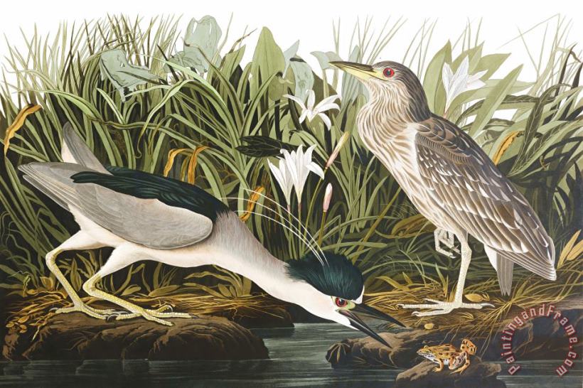 John James Audubon Night Heron, Or Qua Bird Art Print