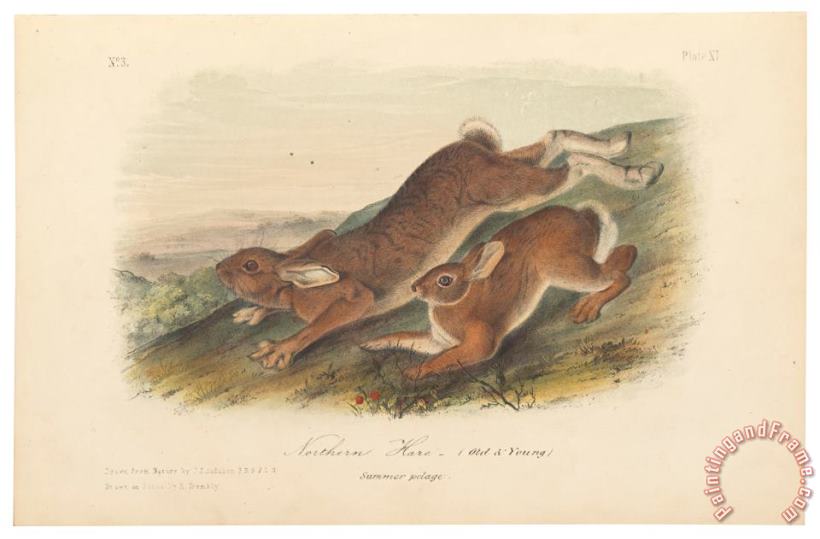 Northern Hare painting - John James Audubon Northern Hare Art Print