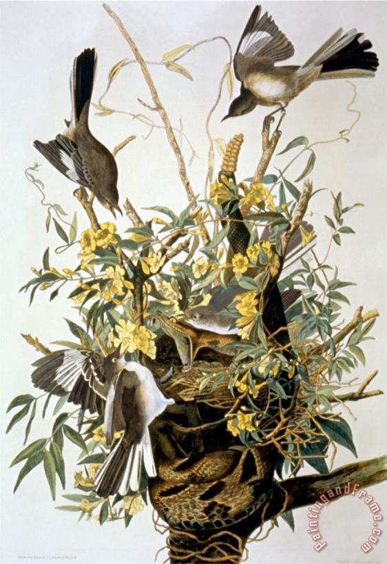 Northern Mockingbird painting - John James Audubon Northern Mockingbird Art Print