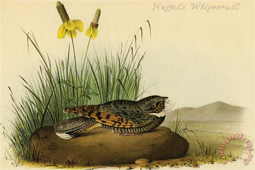 Nuttails Whipoorwill painting - John James Audubon Nuttails Whipoorwill Art Print