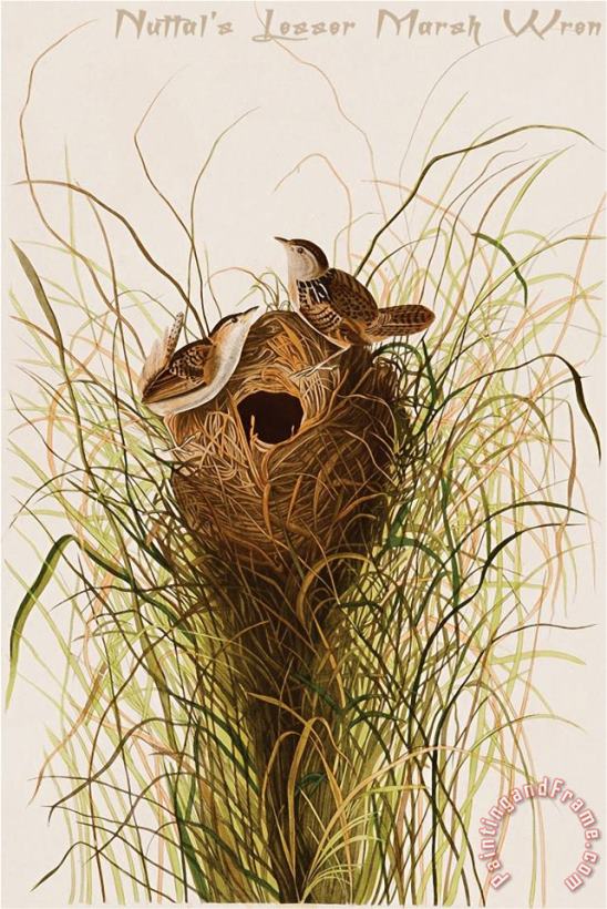 John James Audubon Nuttal S Lesser Marsh Wren Art Print