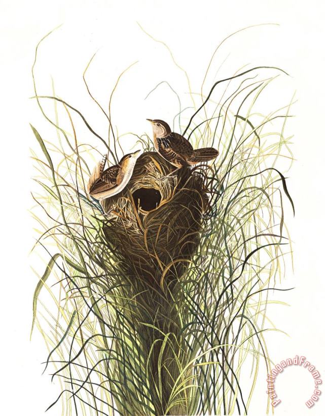 John James Audubon Nuttall's Lesser Marsh Wren Art Painting