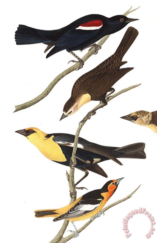 Nuttall's Starling, Yellow Headed Troopial, Bullock's Oriole painting - John James Audubon Nuttall's Starling, Yellow Headed Troopial, Bullock's Oriole Art Print