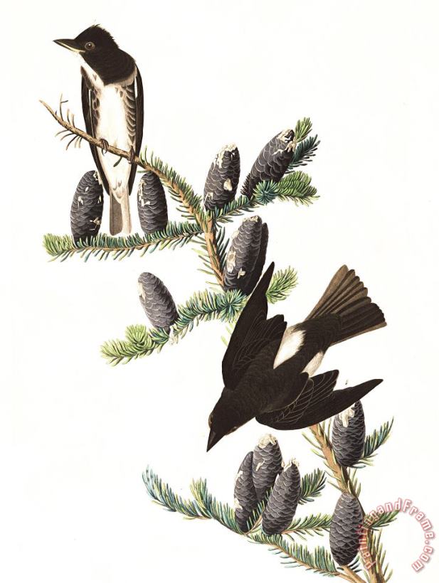John James Audubon Olive Sided Flycatcher Art Print