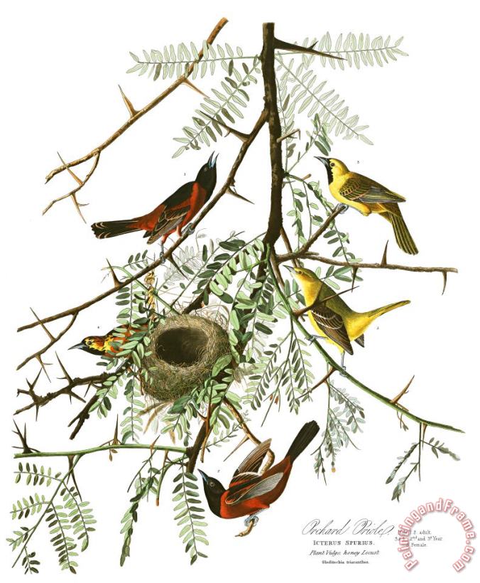 John James Audubon Orchard Oriole Art Painting