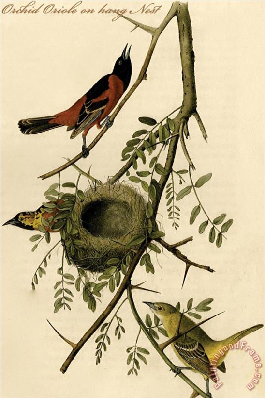 Orchid Oriole on Hang Nest painting - John James Audubon Orchid Oriole on Hang Nest Art Print