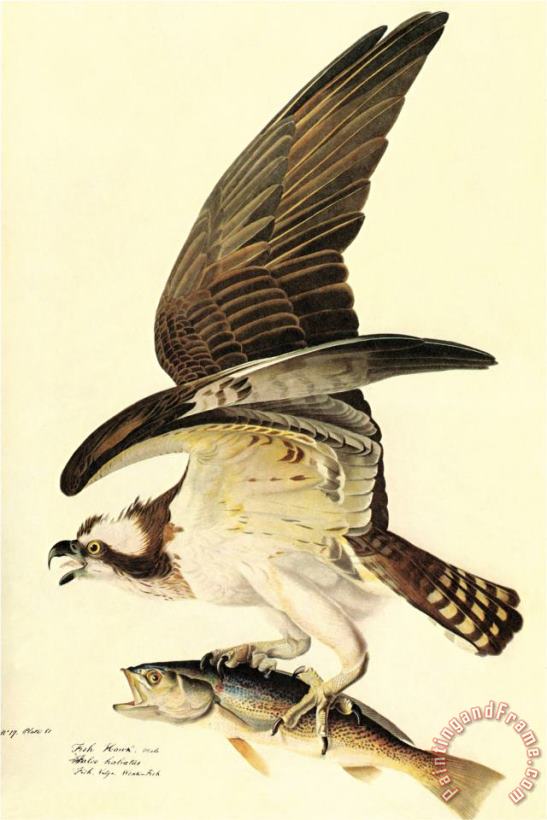 Osprey painting - John James Audubon Osprey Art Print