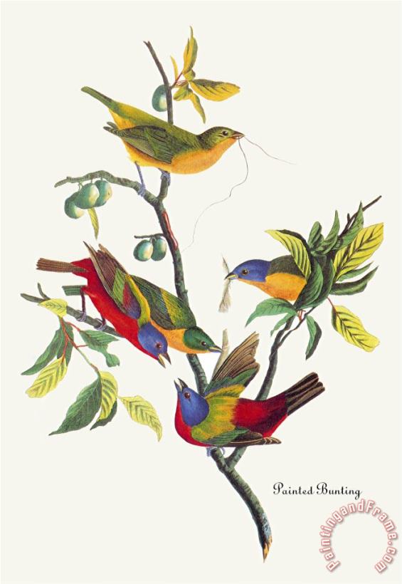 John James Audubon Painted Bunting Art Print