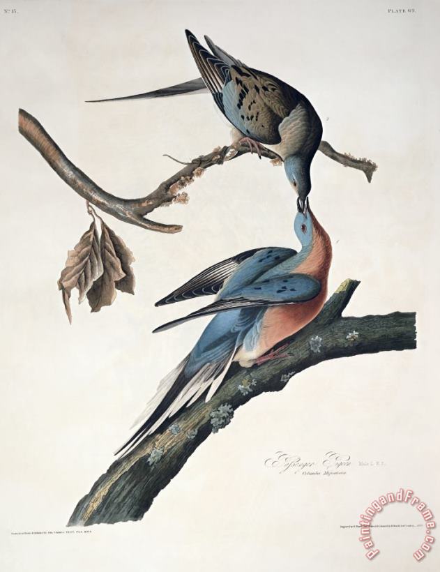 passenger pigeon audubon