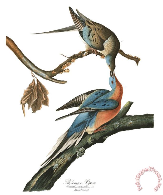 John James Audubon Passenger Pigeon Art Painting