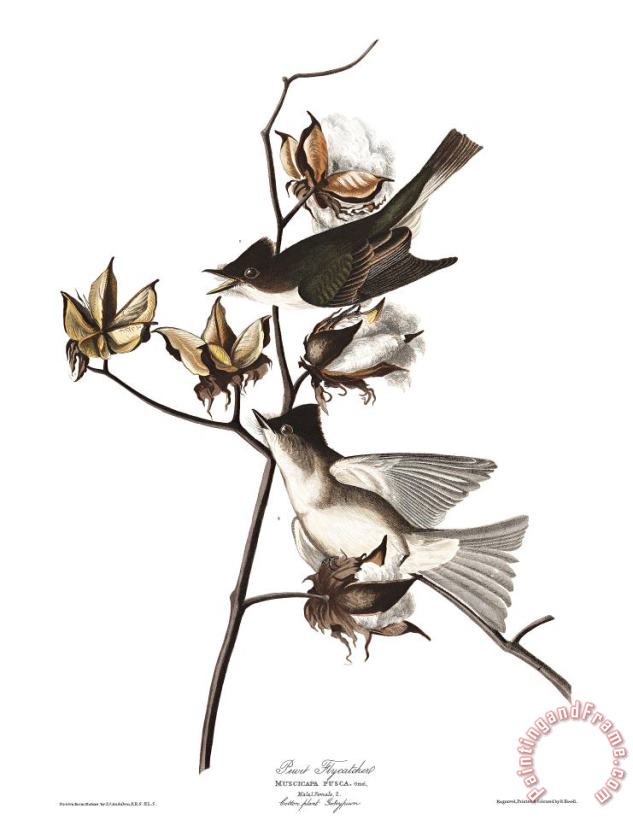 John James Audubon Pewit Flycatcher Art Painting