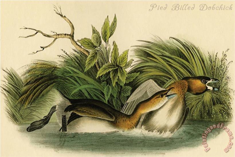 Pied Billed Dobchick painting - John James Audubon Pied Billed Dobchick Art Print