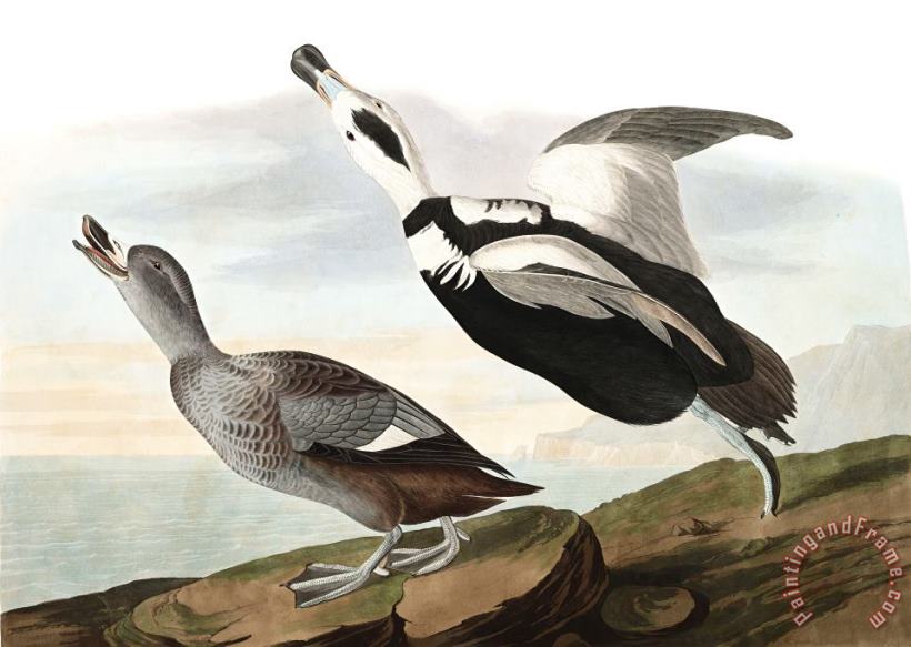 Pied Duck painting - John James Audubon Pied Duck Art Print