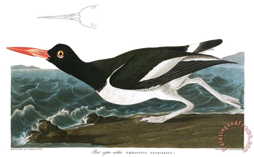 John James Audubon Pied Oyster Catcher Art Painting