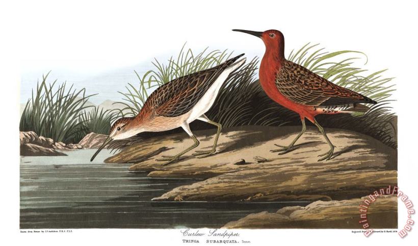 John James Audubon Pigmy Curlew Art Print