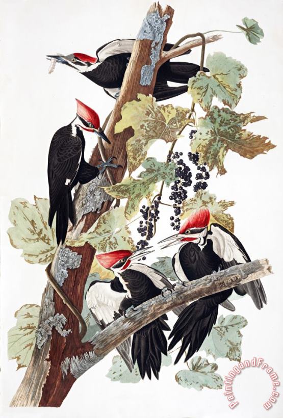 John James Audubon Pileated Woodpecker Art Painting